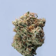 Cannabis Seeds California Your Ultimate Guide to Cultivation Cannabis Seeds California Your Ultimate Guide to Cultivation