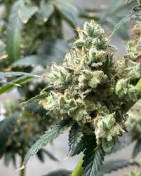 Cannabis Seeds California Your Ultimate Guide to Cultivation Cannabis Seeds California Your Ultimate Guide to Cultivation
